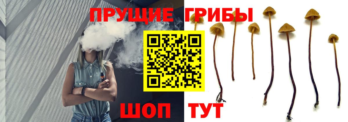 Сокол  Галлюциногенные грибы Magic Shrooms  купить закладку  Вход с VPN 